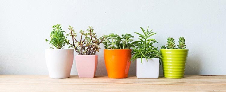 Easy Indoor Gardening in Assisted Living