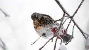 Make Winter Fly By with Birding