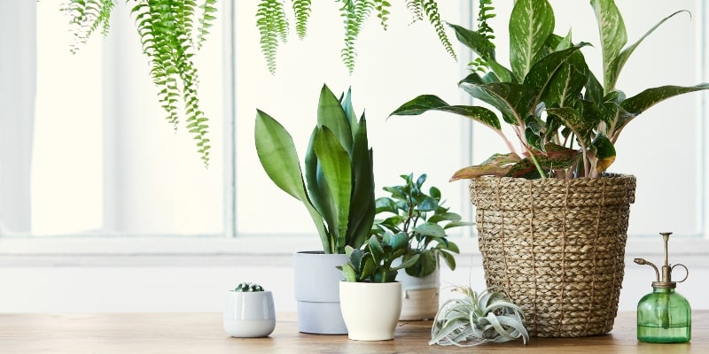 9 Best Low-Maintenance Houseplants for Seniors